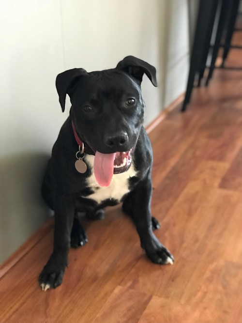 Harley - working on over excitement and leash work