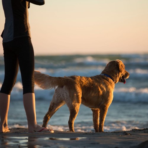lab beach1.jpg