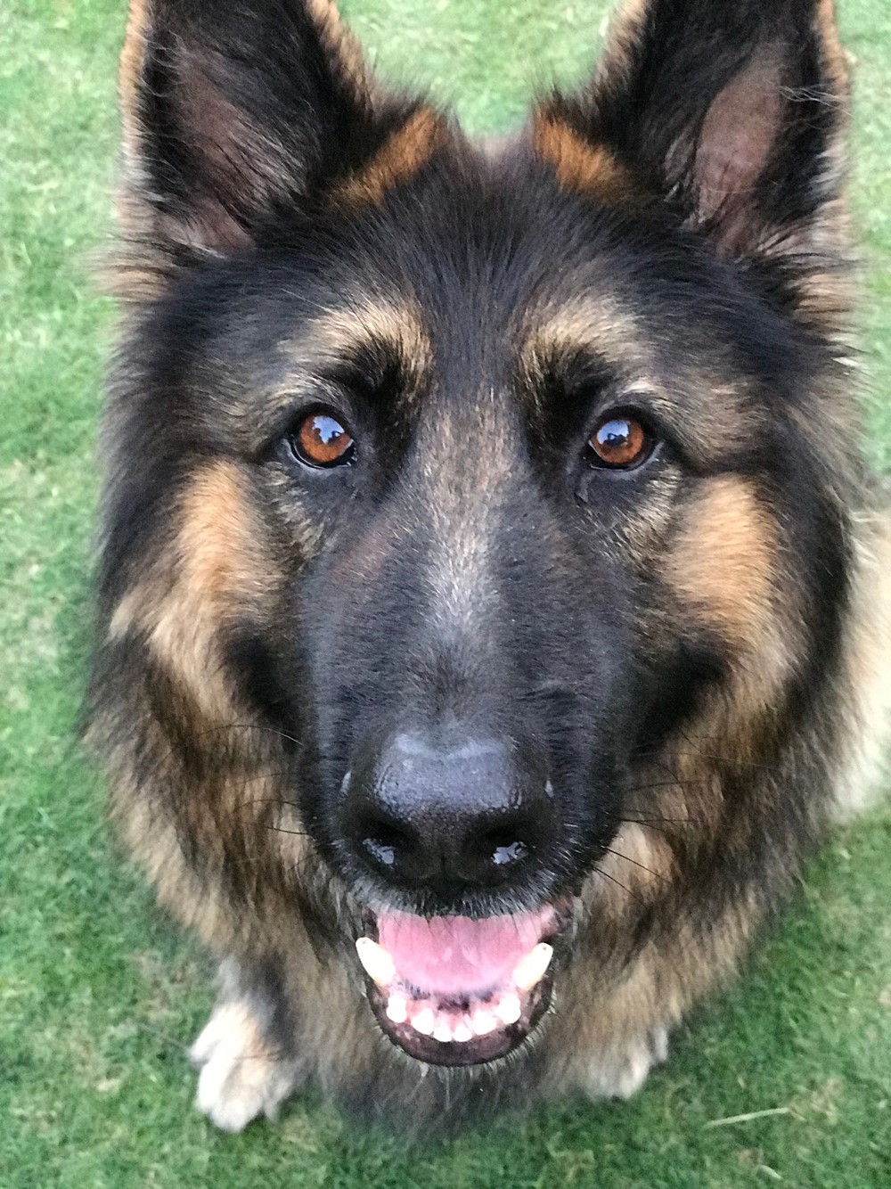 zoly close up.jpg