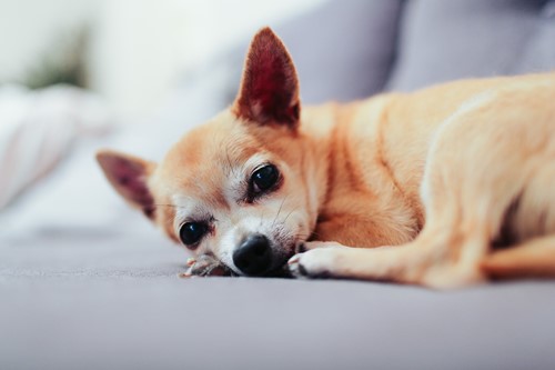 alicia-gauthier-253619-unsplash.jpg