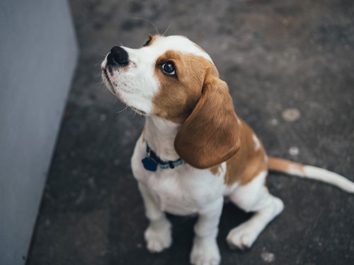 marcus-wallis-471438-unsplash.jpg