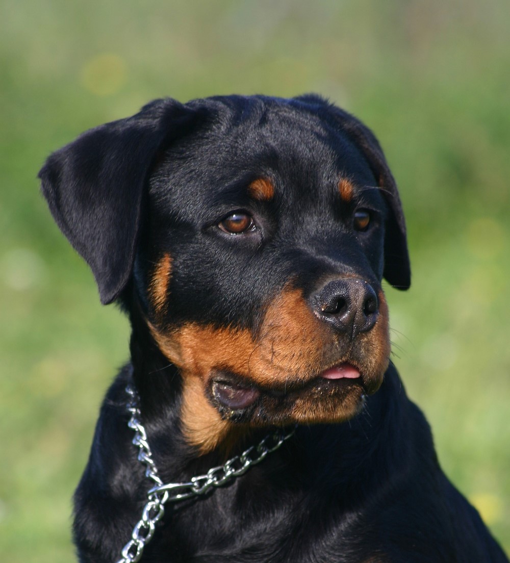 photodune-1310908-puppy-rottweiler-m (2).jpg