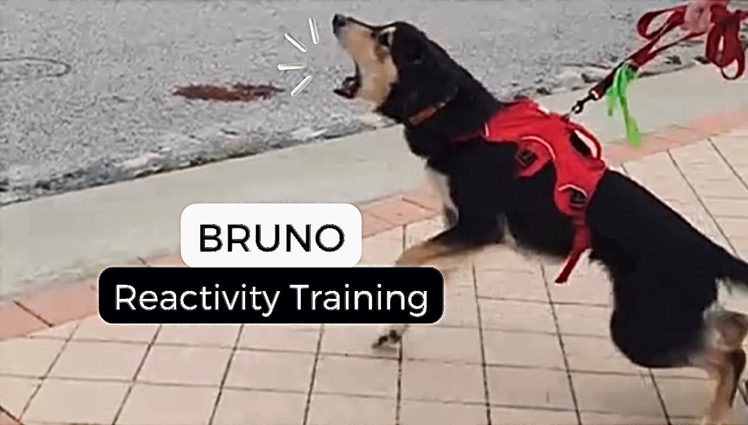 Bruno - Reactivity Training