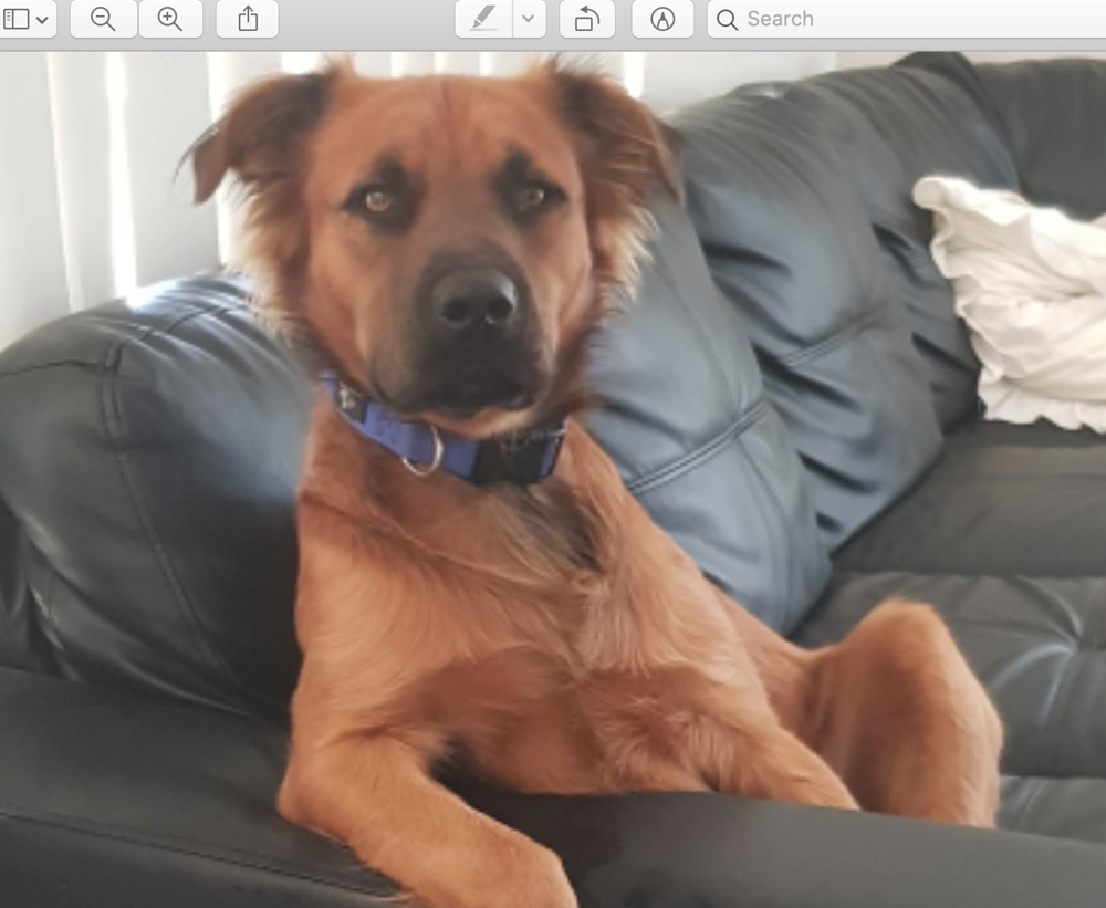 Screen Shot 2019-11-14 at 2.37.22 pm.png